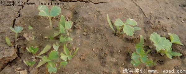 白芷<a href='https://www.lvbad.com/' target='_blank'>种子</a>