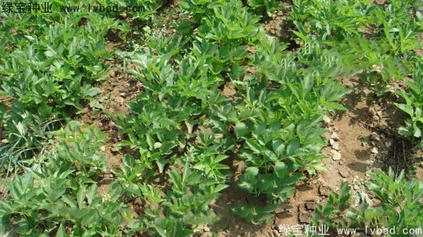 <a href='https://www.lvbad.com/yaocaizhongzi/2339.html' target='_blank'>白芷种子</a>