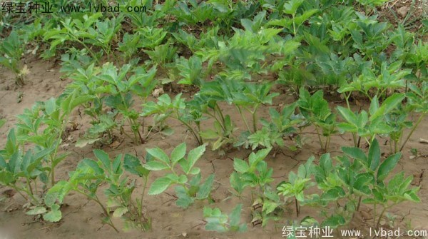 <a href='https://www.lvbad.com/yaocaizhongzi/2339.html' target='_blank'>白芷</a><a href='https://www.lvbad.com/' target='_blank'>种子</a>