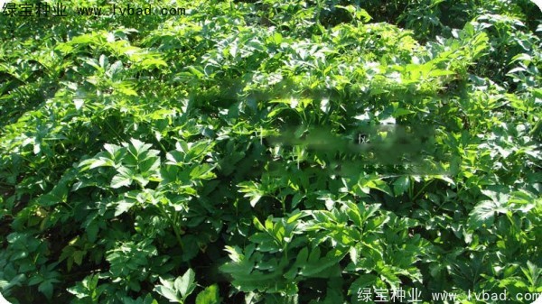 白芷种子