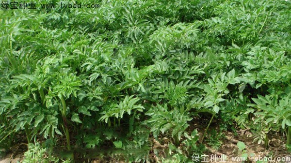 白芷种子