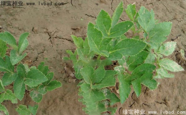 <a href='https://www.lvbad.com/yaocaizhongzi/2339.html' target='_blank'>白芷</a><a href='https://www.lvbad.com/' target='_blank'>种子</a>