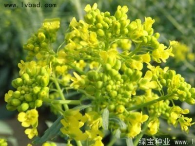 板蓝根种子