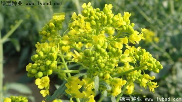 <a href='https://www.lvbad.com/yaocaizhongzi/2340.html' target='_blank'>板蓝根种子</a>
