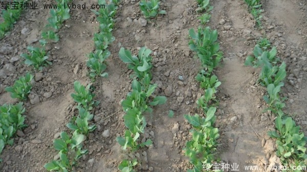 <a href='https://www.lvbad.com/yaocaizhongzi/2340.html' target='_blank'>板蓝根种子</a>
