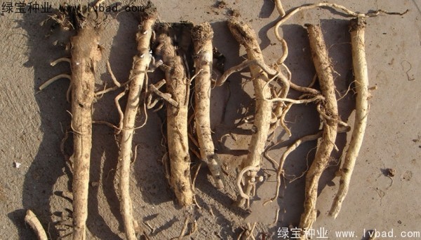 板蓝根种子
