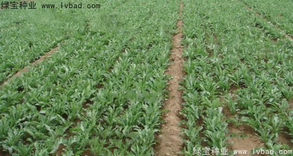 板蓝根<a href='https://www.lvbad.com/' target='_blank'>种子</a>