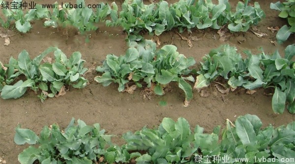板蓝根<a href='https://www.lvbad.com/' target='_blank'>种子</a>