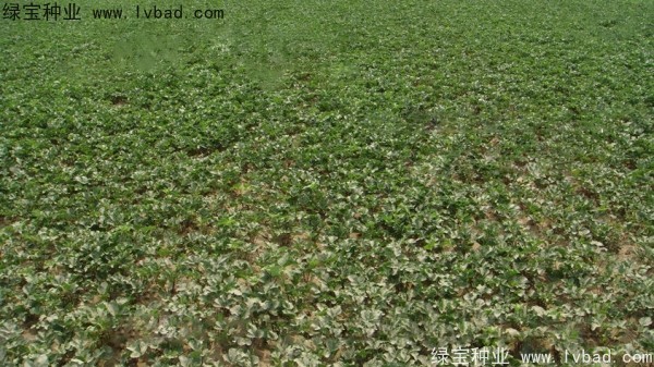 <a href='https://www.lvbad.com/yaocaizhongzi/2342.html' target='_blank'>北沙参种子</a>