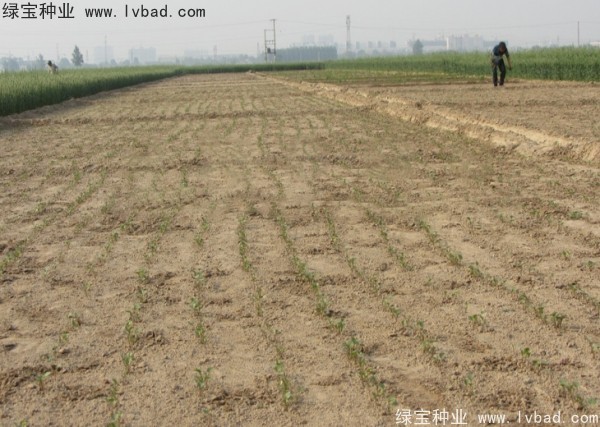 <a href='https://www.lvbad.com/yaocaizhongzi/2342.html' target='_blank'>北沙参</a><a href='https://www.lvbad.com/' target='_blank'>种子</a>