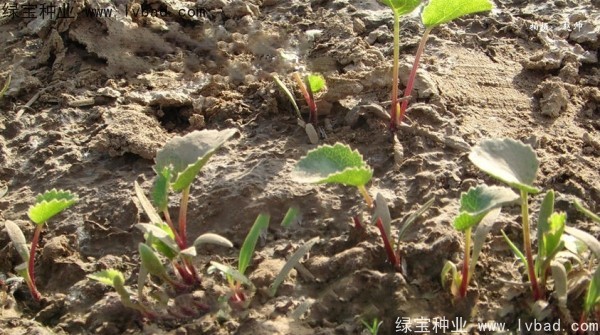 <a href='https://www.lvbad.com/yaocaizhongzi/2342.html' target='_blank'>北沙参种子</a>