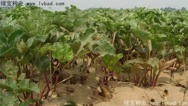 北沙参<a href='https://www.lvbad.com/' target='_blank'>种子</a>