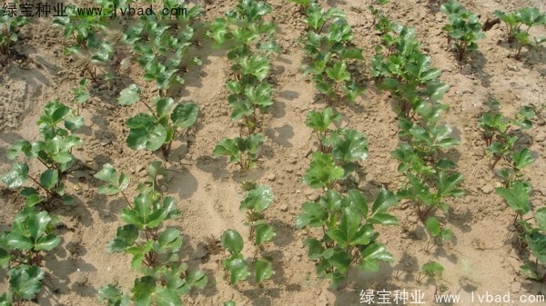 <a href='https://www.lvbad.com/yaocaizhongzi/2342.html' target='_blank'>北沙参种子</a>