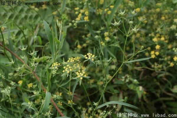 <a href='https://www.lvbad.com/yaocaizhongzi/2343.html' target='_blank'>柴胡种子</a>