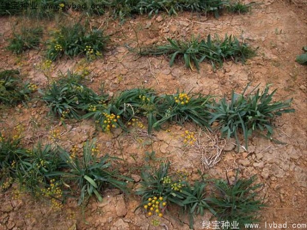 <a href='https://www.lvbad.com/yaocaizhongzi/2343.html' target='_blank'>柴胡种子</a>