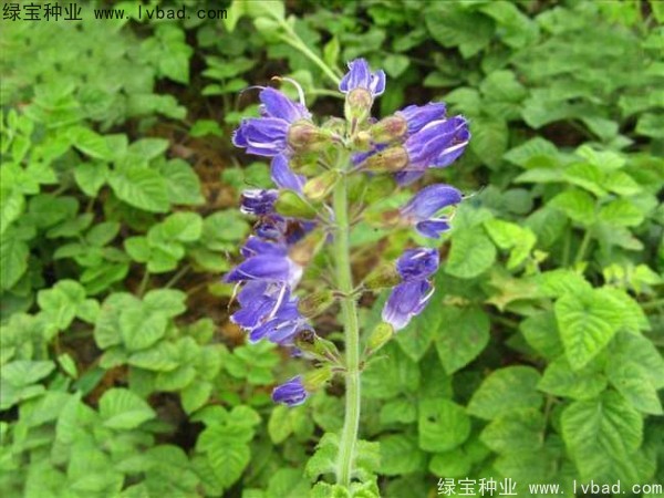 <a href='https://www.lvbad.com/yaocaizhongzi/2345.html' target='_blank'>丹参种子</a>