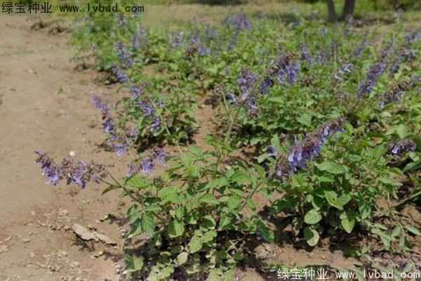 <a href='https://www.lvbad.com/yaocaizhongzi/2345.html' target='_blank'>丹参种子</a>
