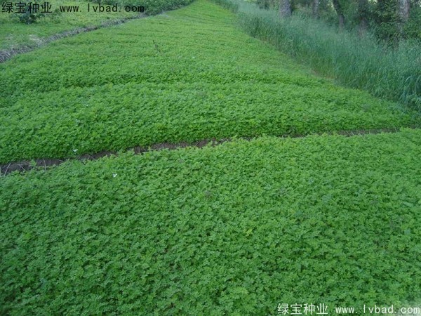 <a href='https://www.lvbad.com/yaocaizhongzi/2346.html' target='_blank'>当归种子</a>