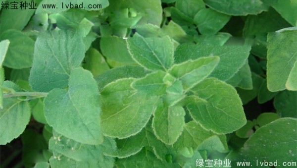 <a href='https://www.lvbad.com/yaocaizhongzi/2347.html' target='_blank'>党参种子</a>