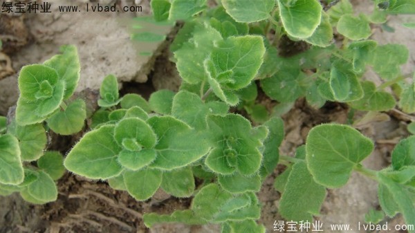 <a href='https://www.lvbad.com/yaocaizhongzi/2347.html' target='_blank'>党参种子</a>