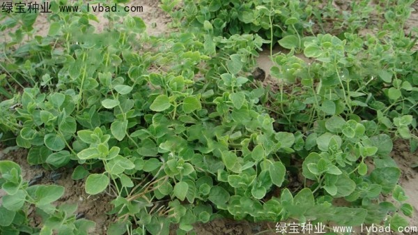 <a href='https://www.lvbad.com/yaocaizhongzi/2347.html' target='_blank'>党参种子</a>