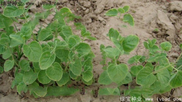 党参<a href='https://www.lvbad.com/' target='_blank'>种子</a>