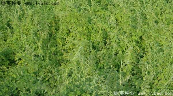 党参<a href='https://www.lvbad.com/' target='_blank'>种子</a>