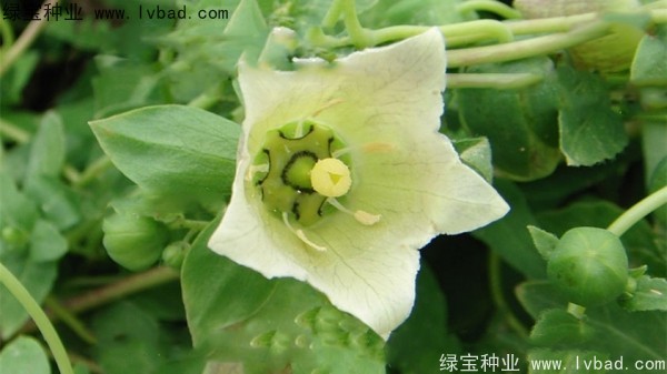 党参种子