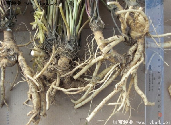 <a href='https://www.lvbad.com/yaocaizhongzi/2349.html' target='_blank'>防风种子</a>