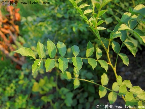 甘草<a href='https://www.lvbad.com/' target='_blank'>种子</a>