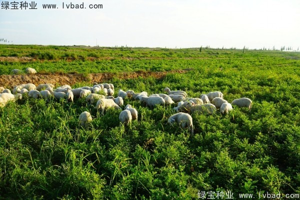 <a href='https://www.lvbad.com/yaocaizhongzi/2350.html' target='_blank'>甘草种子</a>