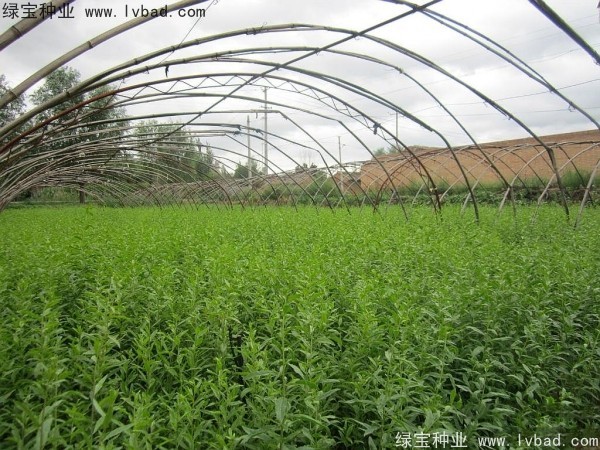 <a href='https://www.lvbad.com/yaocaizhongzi/2351.html' target='_blank'>枸杞种子</a>