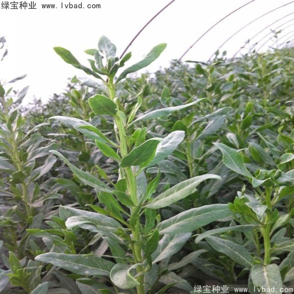 枸杞<a href='https://www.lvbad.com/' target='_blank'>种子</a>
