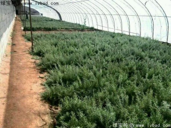 <a href='https://www.lvbad.com/yaocaizhongzi/2351.html' target='_blank'>枸杞种子</a>