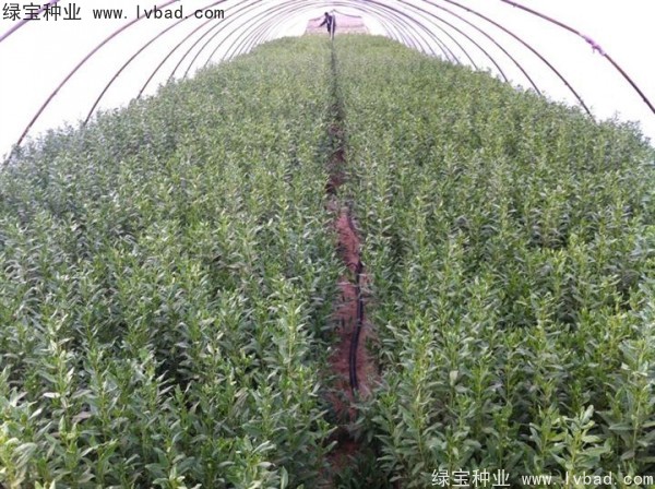 <a href='https://www.lvbad.com/yaocaizhongzi/2351.html' target='_blank'>枸杞</a><a href='https://www.lvbad.com/' target='_blank'>种子</a>
