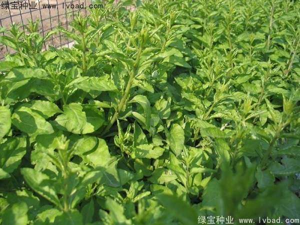 枸杞<a href='https://www.lvbad.com/' target='_blank'>种子</a>