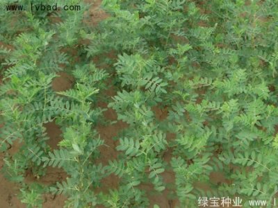 黄芪种子