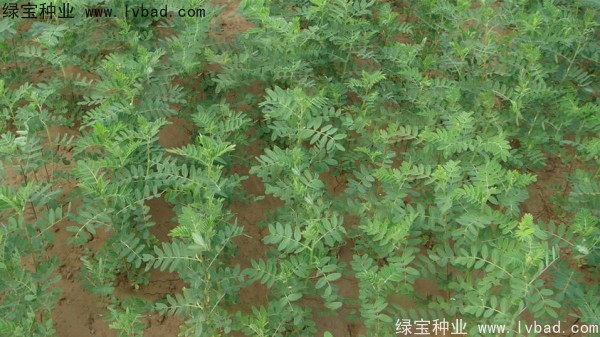 <a href='https://www.lvbad.com/yaocaizhongzi/2353.html' target='_blank'>黄芪种子</a>