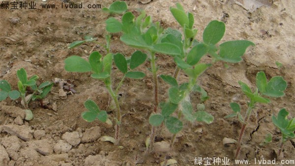 黄芪种子
