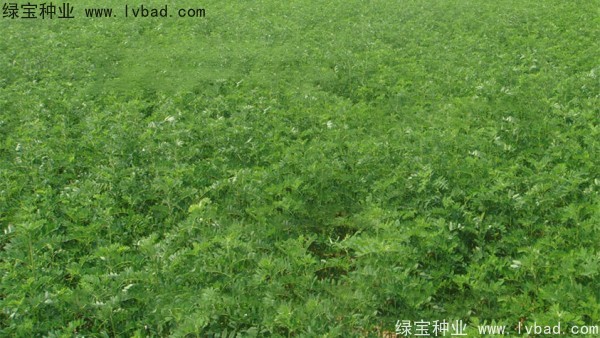<a href='https://www.lvbad.com/yaocaizhongzi/2353.html' target='_blank'>黄芪种子</a>