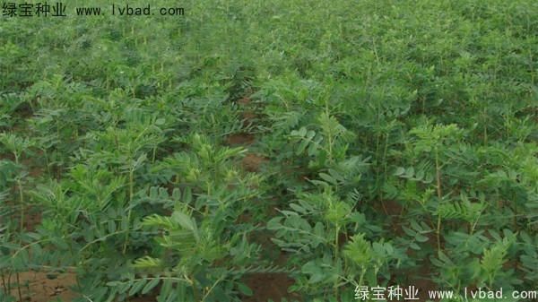 <a href='https://www.lvbad.com/yaocaizhongzi/2353.html' target='_blank'>黄芪</a><a href='https://www.lvbad.com/' target='_blank'>种子</a>
