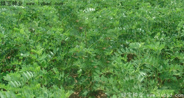 黄芪<a href='https://www.lvbad.com/' target='_blank'>种子</a>