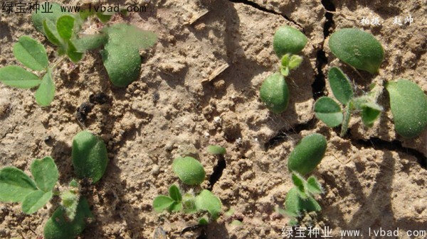 黄芪<a href='https://www.lvbad.com/' target='_blank'>种子</a>