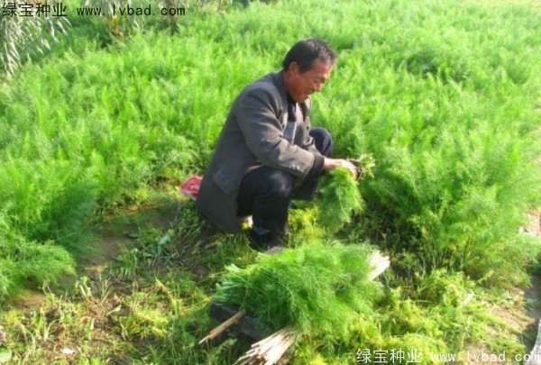 <a href='https://www.lvbad.com/yaocaizhongzi/2354.html' target='_blank'>茴香种子</a>