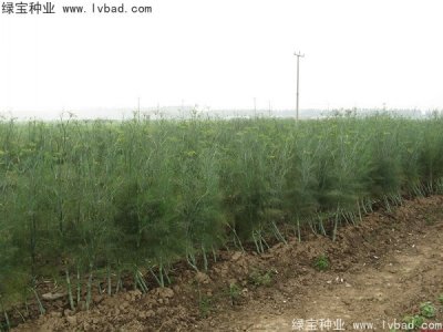 茴香种子