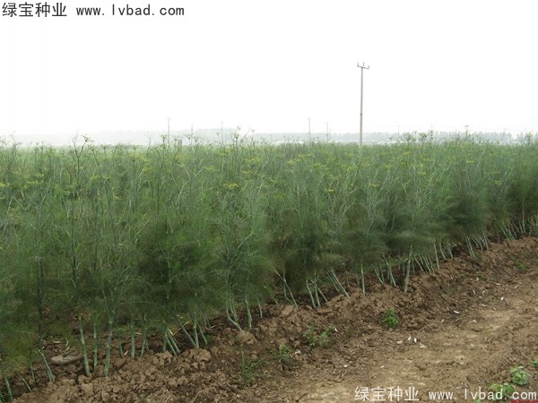 <a href='https://www.lvbad.com/yaocaizhongzi/2354.html' target='_blank'>茴香种子</a>