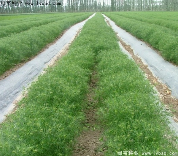 <a href='https://www.lvbad.com/yaocaizhongzi/2354.html' target='_blank'>茴香</a><a href='https://www.lvbad.com/' target='_blank'>种子</a>