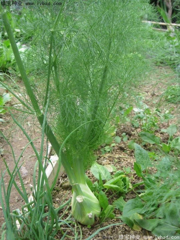 茴香种子