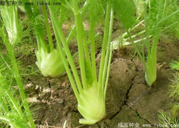 茴香<a href='https://www.lvbad.com/' target='_blank'>种子</a>