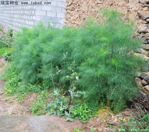 <a href='https://www.lvbad.com/yaocaizhongzi/2354.html' target='_blank'>茴香种子</a>